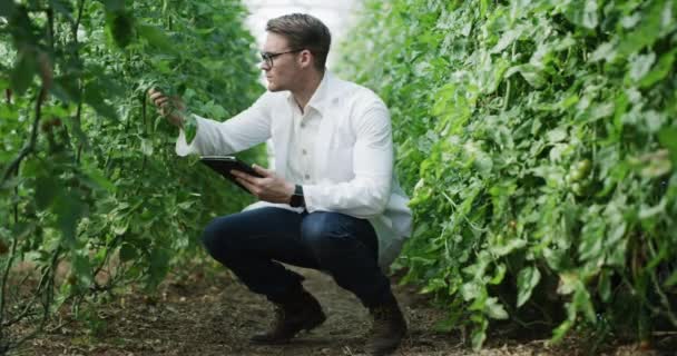 Genç Bir Çiftçinin Çiftliğindeki Bir Seradaki Bitkileri Incelerken Dijital Tablet — Stok video