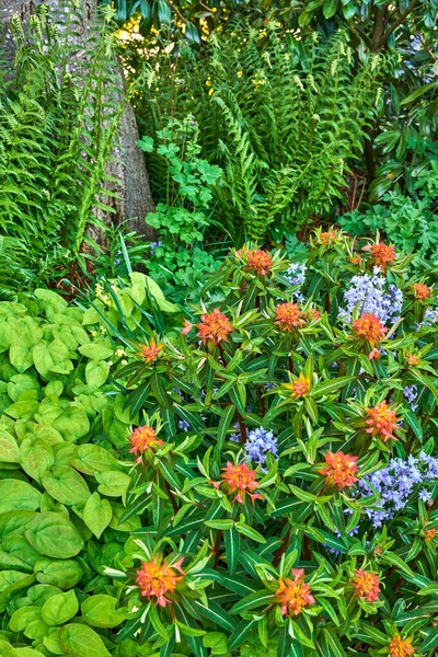 Jasne Kolorowe Kwiaty Rosn Ogrodzie Lub Parku Oneczny Dzieñ Zewn — Zdjęcie stockowe