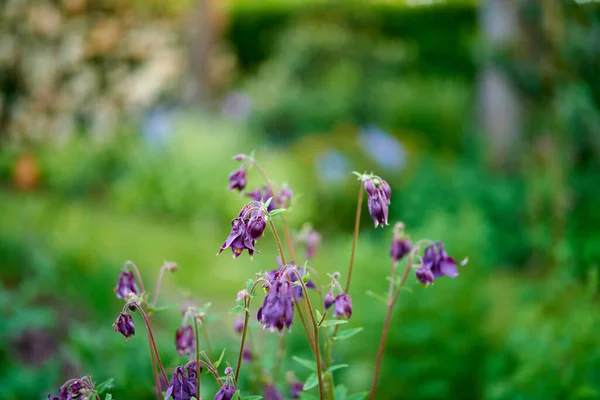 Garden Purple Flowers Blooming Garden Blurred Green Background Copy Space — Stockfoto