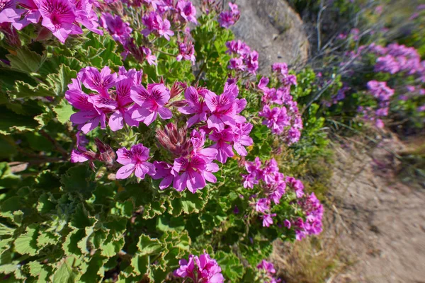 Closeup Purple Rodondo Creeper Plants Growing Natural Habitat Bed Drosanthemum — Foto Stock