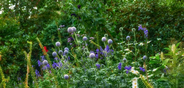 Wild Flowers Herbs Growing Green Meadow Purple White Blooms Rural — Foto de Stock