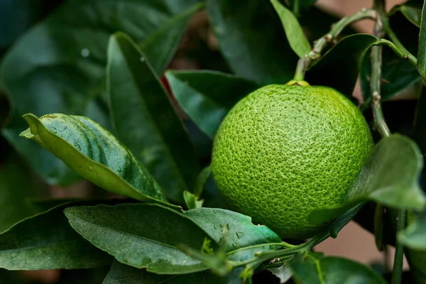 Closeup Green Lime Growing Tree Garden Zoom Textured Citrus Fruit — Fotografia de Stock