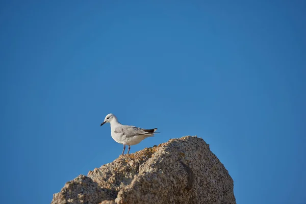 Lonely Seagull Struggling Find Food Due Effects Climate Change Rising — стоковое фото