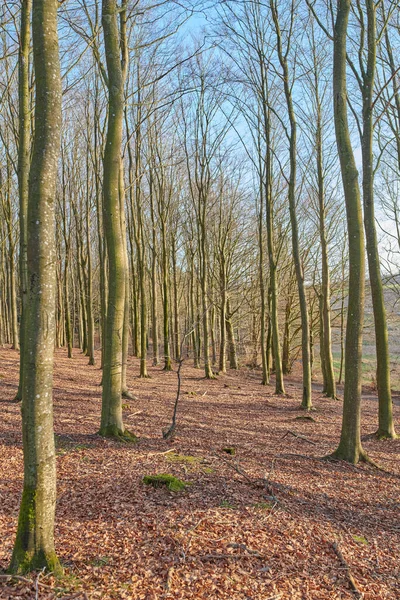 Forest Planted Pine Trees Quiet Remote Ecosystem Autumn Scenic Peaceful — Fotografia de Stock