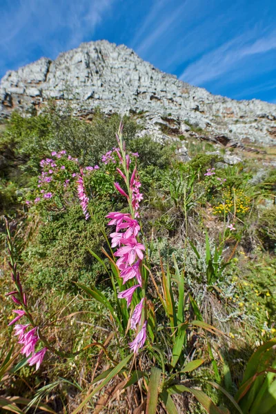 Gladiolus Italicus Flowers Mountainside Surrounded Fynbos Green Plants Table Mountain — Stock fotografie