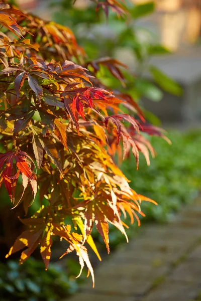 Colorful Red Brown Leaves Tree Bush Growing Garden Closeup Acer — Stok fotoğraf