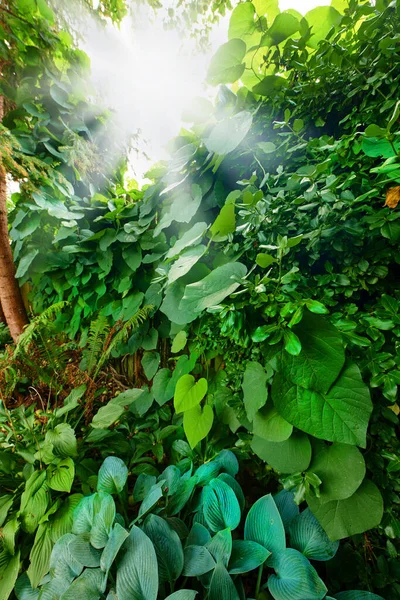 Closeup Tropical Plants Greenery Growing Rainforest Lush Green Overgrown Wilderness — Stock Fotó