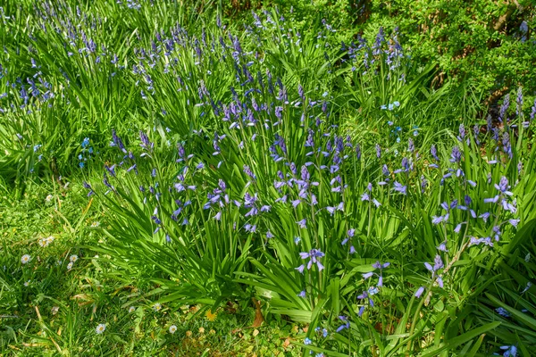 Cherry Flowers Bright Bluebell Flowers Growing Garden Outdoor Sunny Summer — Foto de Stock