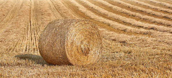 Hay Bale Rolled Straw Agricultural Farm Pasture Grain Estate Harvesting — Stok fotoğraf