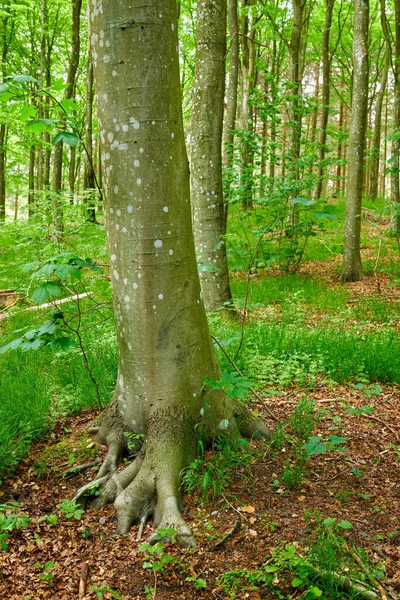 Moss Growing Beech Trees Remote Forest Environmental Conservation Nature Reserve — 图库照片