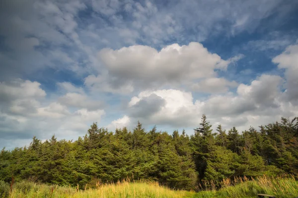 Landscape Pine Tree Forest Cloudy Blue Sky Background Natural Green — 스톡 사진