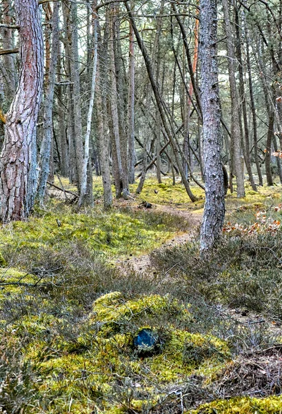 Зросли Таємничі Лісові Угіддя Пишною Зеленню Дикої Трав Янистої Поля — стокове фото