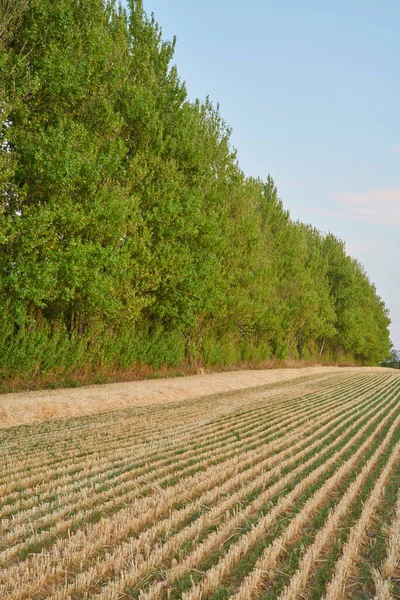 Harvested Rows Wheat Farm Land Lush Green Trees Sunny Day — 图库照片
