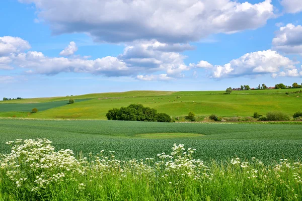 Weelderig Groen Landschap Van Prachtig Veld Het Platteland Koeien Grazen — Stockfoto