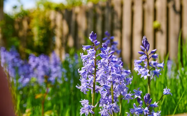 Beautiful Purple Bluebell Flowers Looking Vibrant Lush Green Garden Background — Zdjęcie stockowe