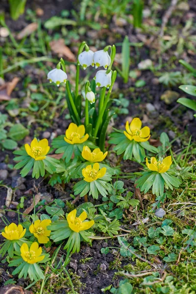 Beautiful Peaceful Wild Flowers Living Growth Beginning Spring Yellow White — Zdjęcie stockowe