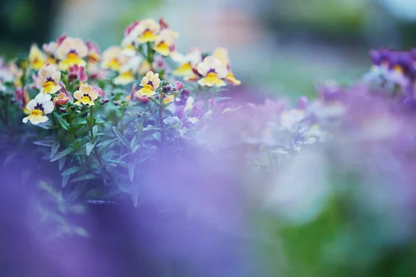 Bringing Some Colour Your Life Wild Violets Bloom Nursery — 스톡 사진