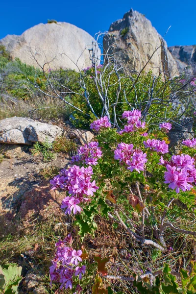 Colorful Pink Flowers Green Foliage Growing Mountain Landscape Clear Blue — Foto Stock