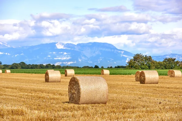 Beautiful wheat, hay and straw farm field in summer on the countryside, farmland with a mountain, trees and cloudy blue sky background. Landscape of round haystacks after farming with copy space.