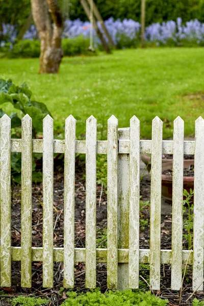 White picket fence and green grass in a home garden or park. Closeup of wooden gate post covered in moss in a lush arboretum with a lawn and plants. Enclosure used for privacy and outdoor landscaping.