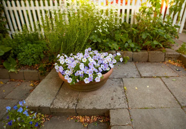 White Purple Summer Flowers Growing Clay Flowerpot Pot Secluded Backyard — Foto Stock