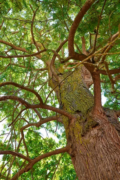 Tall, tree outside and in nature. Closeup of bark, leaves and branches in the outdoors. Detailed landscape view on the oak, trunks and growth in a natural living environment