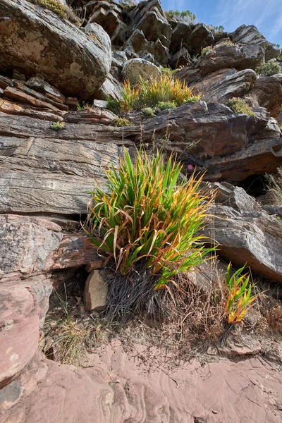 Closeup Green Grass Growing Mountain South Africa Cape Town Vibrant — 스톡 사진