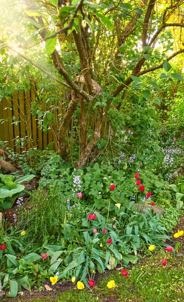 Beautiful flowers growing in a home garden in summer. Vibrant petals blooming and blossoming in a corner with trees on a sunny day. Flowering plant species flourishing and thriving in nature.