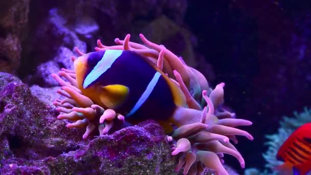 Video Footage Clown Fish Swimming Sea Anemone Raja Ampat Indonesia — Stock video