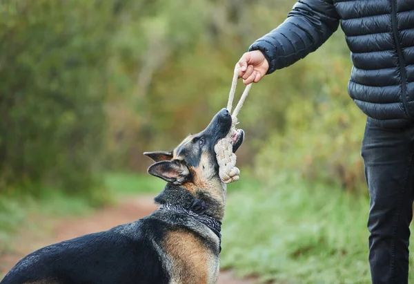 Give Your Dogs Much Outdoor Time Possible Unrecognizable Man Playing — Stok fotoğraf