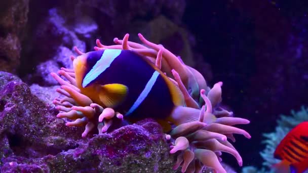 Black African Clown Fish Coral Reef Underwater Ocean Aquarium Life — Stock video