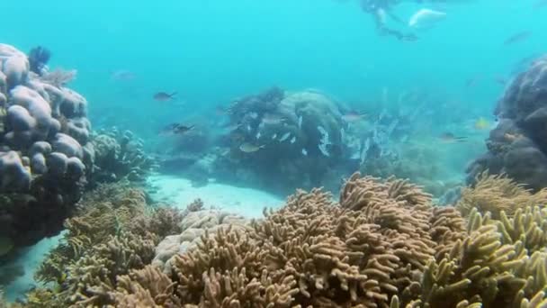 Video Footage Handsome Young Man Scuba Diving Scissortail Fusiliers Coral — Vídeo de stock