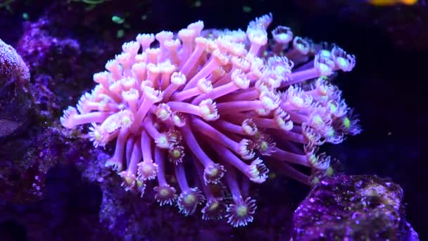 Timelapse Brightly Coloured Damsel Fish Swimming Goniopora Coral Reef Ocean — Stock Video