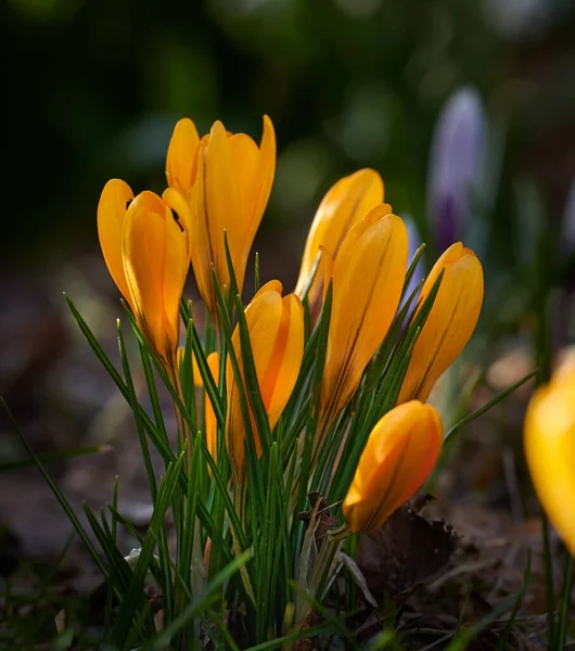 Красиві Барвисті Весняні Квіти Ростуть Природному Садовому Ландшафті Зовні Крупним — стокове фото