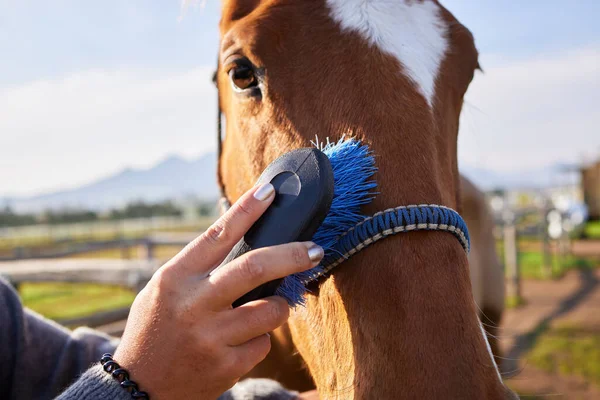 Loves Being Brushed Unrecognizable Woman Brushing Her Horse Ranch — Stockfoto