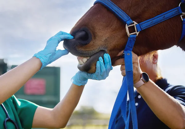 Working Animals Rewarding Fulfilling Life Unrecognizable Veterinarian Doing Checkup Horse — Stock fotografie