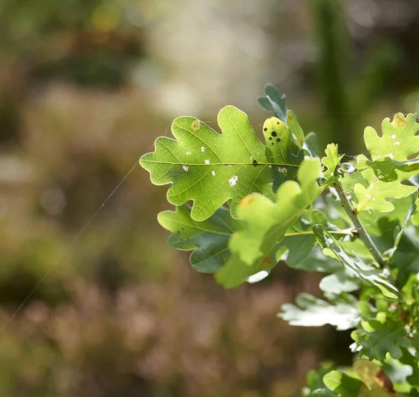 Colorful Green Leaves Tree Bush Growing Garden Copy Space Closeup — Zdjęcie stockowe