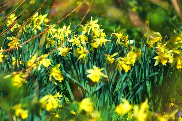 Mooie Gele Groene Bloemen Tuin Bloeien Buiten Natuur Zomer Daffodil — Stockfoto