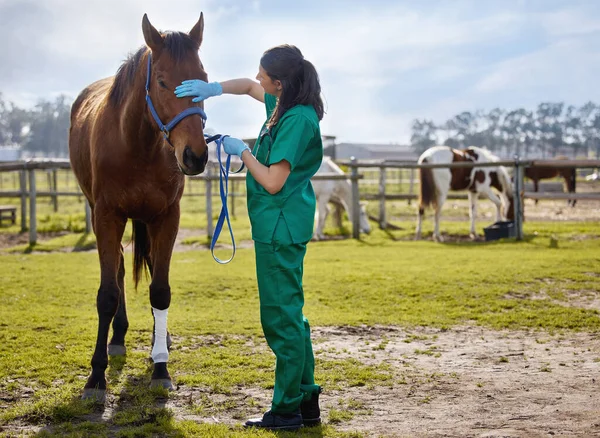 Animal Whisperer Young Veterinarian Putting Bandage Horse Farm — Stock fotografie