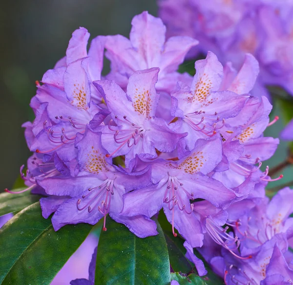 Beautiful Closeup Colorful Flowers Blooming Backyard Garden Botanical Forest Spring — Φωτογραφία Αρχείου
