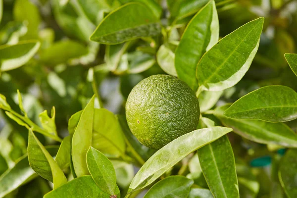 Closeup Healthy Fresh Green Fruit Growing Calming Outdoor Garden Ripe — Fotografia de Stock