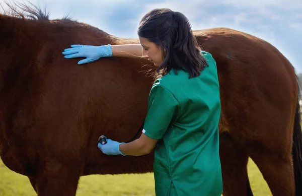 The best doctor in the world is the veterinarian. a young veterinarian doing a checkup on a horse on a farm