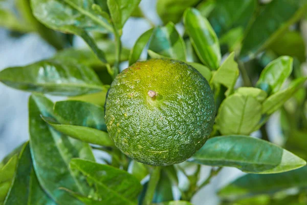 Fresh Green Fruit Park Garden Farm Ripe Organic Healthy Lemon — Fotografia de Stock