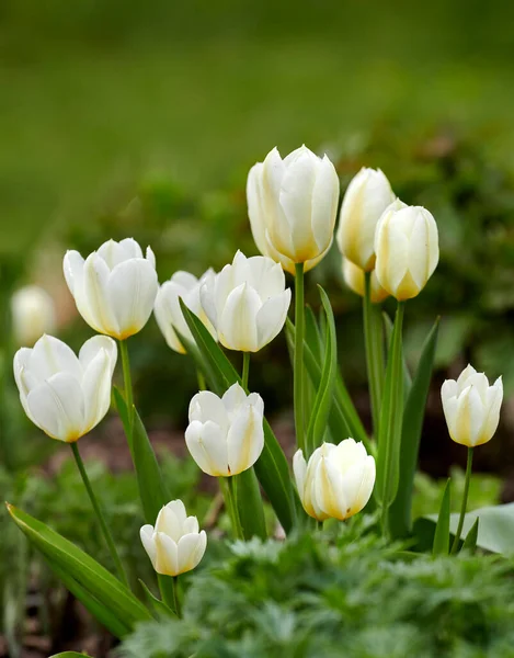 Closeup of white spring tulip flowers blooming against green bokeh copy space background. Vibrant texture detail of wild plants symbolizing love, flowering in a lush home garden or meadow.