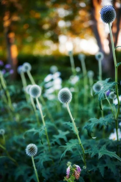 Green Beautiful Closeup Colorful Spring Flowers Blooming Bokeh Copy Space — Stock fotografie