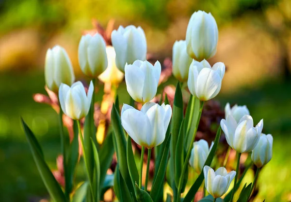 Beautiful closeup view of flowers in a calm, quiet backyard garden or forest on a day in Spring or Summer. Pure white Tulip plants growing in nature with a green lawn of grass in the background