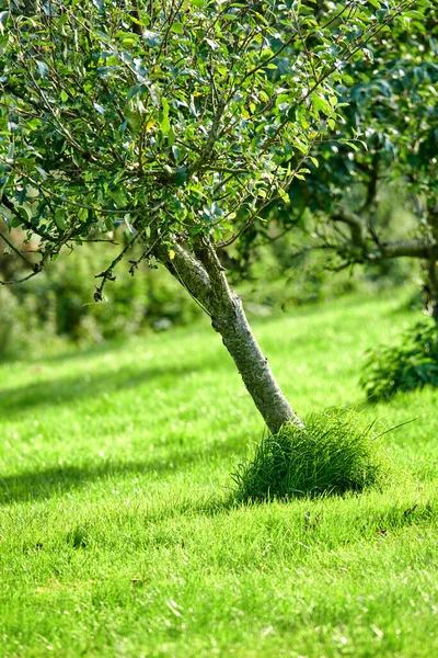 Pear Trees Grass Farm Fruit Growing Angles Hill Remote Countryside — Photo