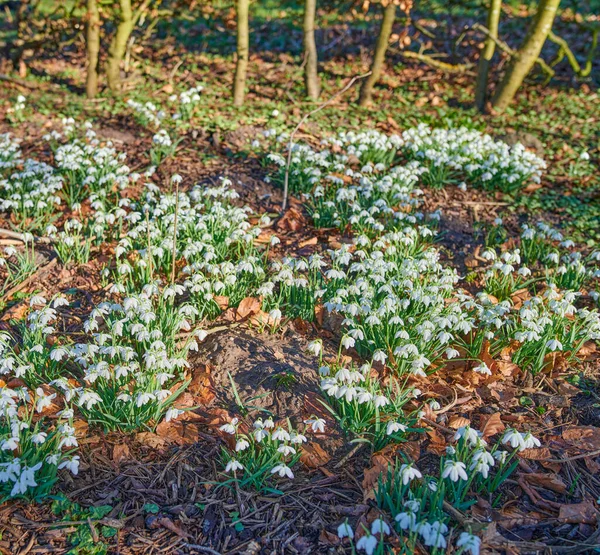 Field White Wild Flowers Lush Green Forest Sunny Day Snowdrops — Zdjęcie stockowe