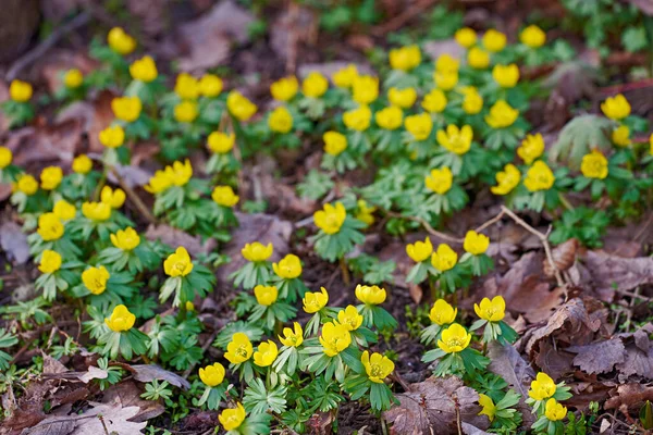 Beautiful Colorful Pretty Yellow Flowers Growing Garden Sunny Spring Day — Zdjęcie stockowe