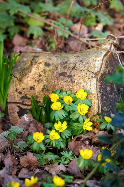 Closeup Beautiful Fresh Winter Flowers Growing Forest Woods Remote Countryside — Zdjęcie stockowe